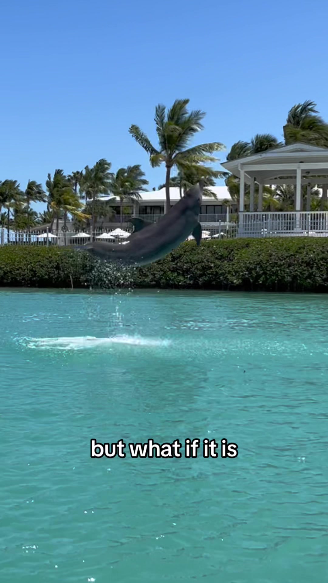 @dolphinconnection