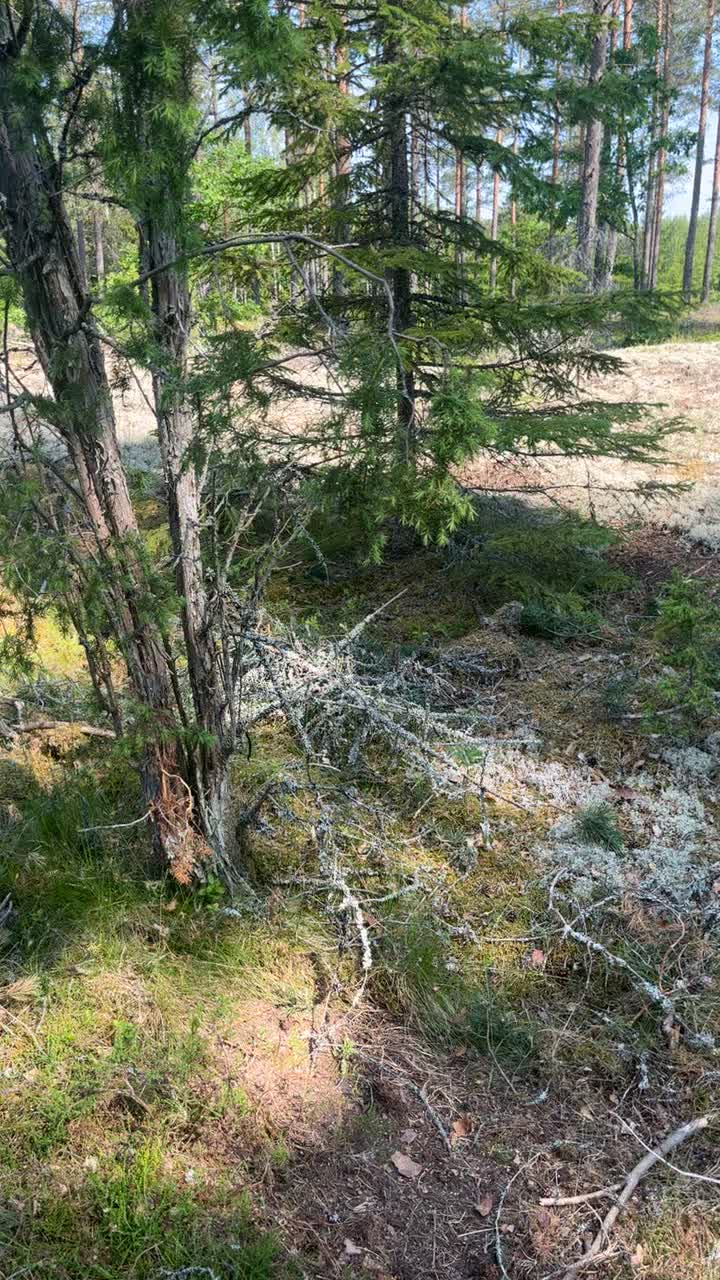 @Lajf84_skog_jakt