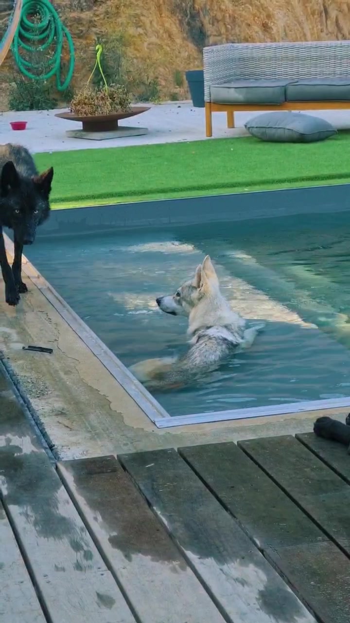 @🐺 𝕱𝖊𝖓𝖗𝖎𝖗 2𝖇 🐺