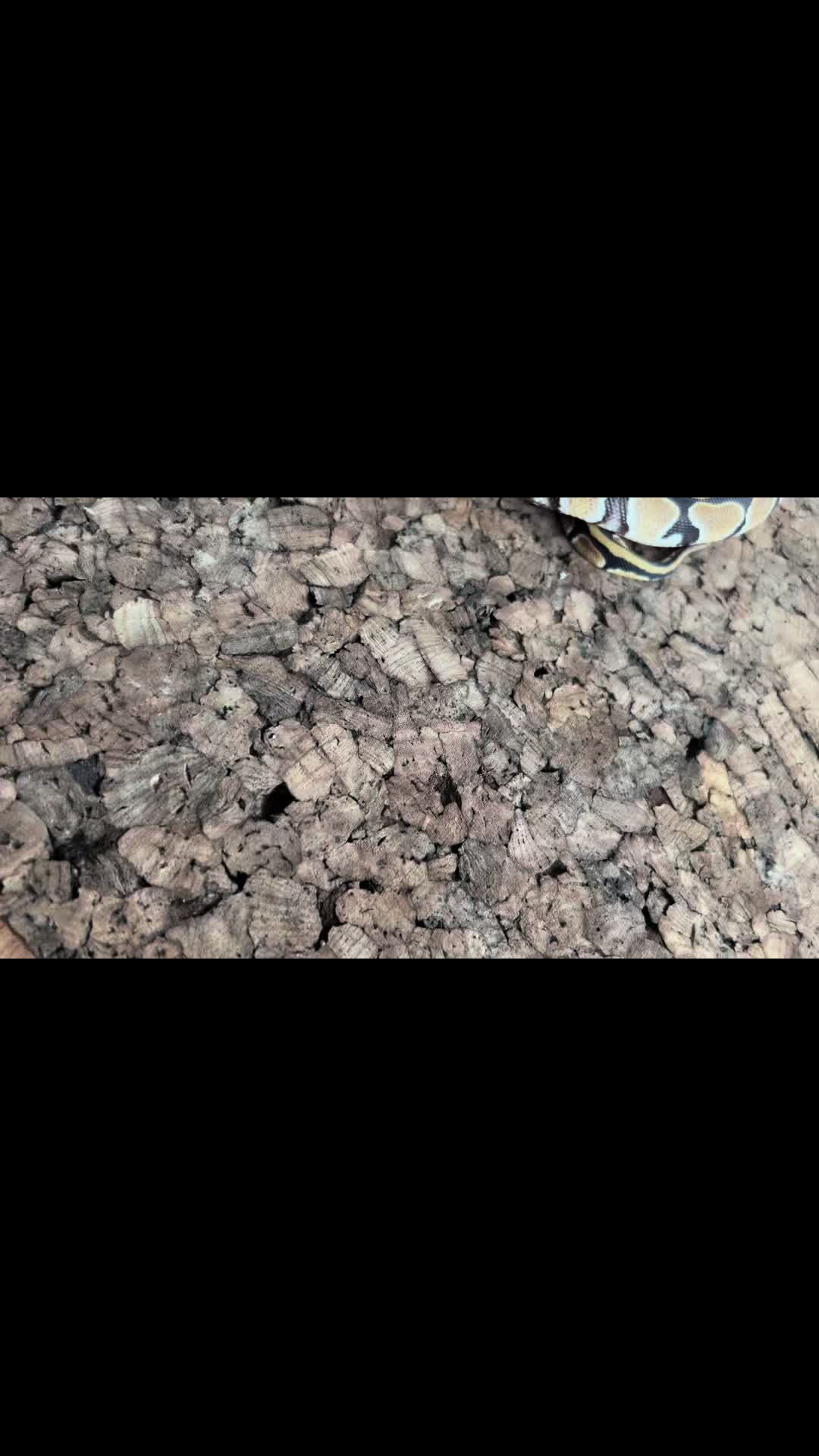 @Tu.snakes