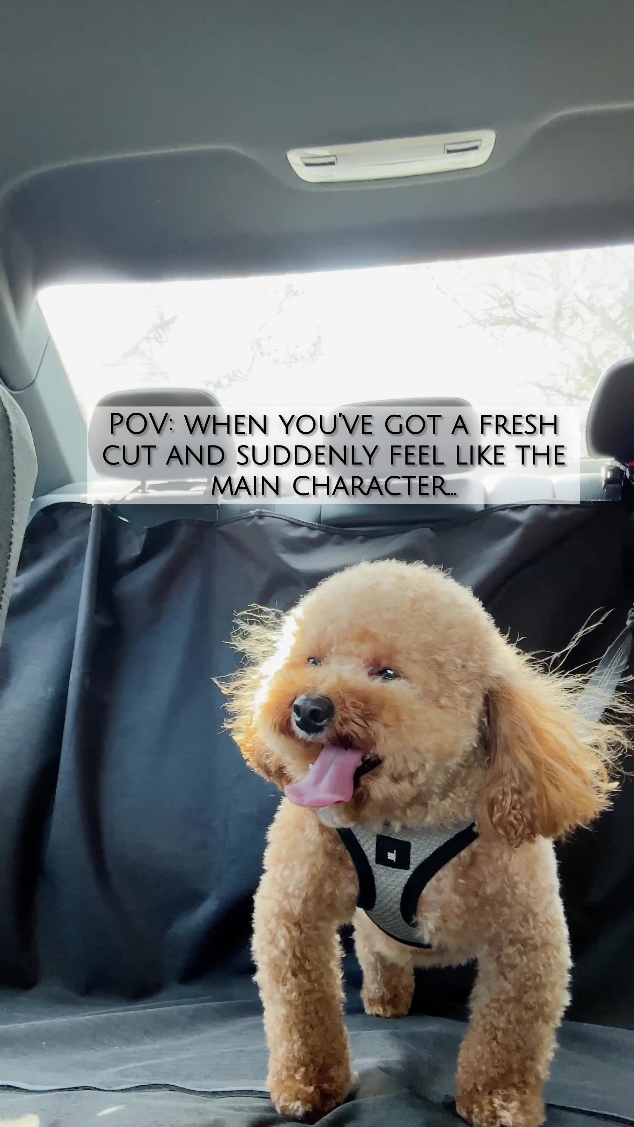 @Poodle Boy Teddy