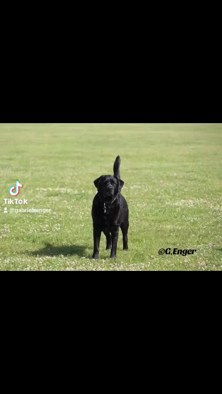 @amani.the.ridgeback