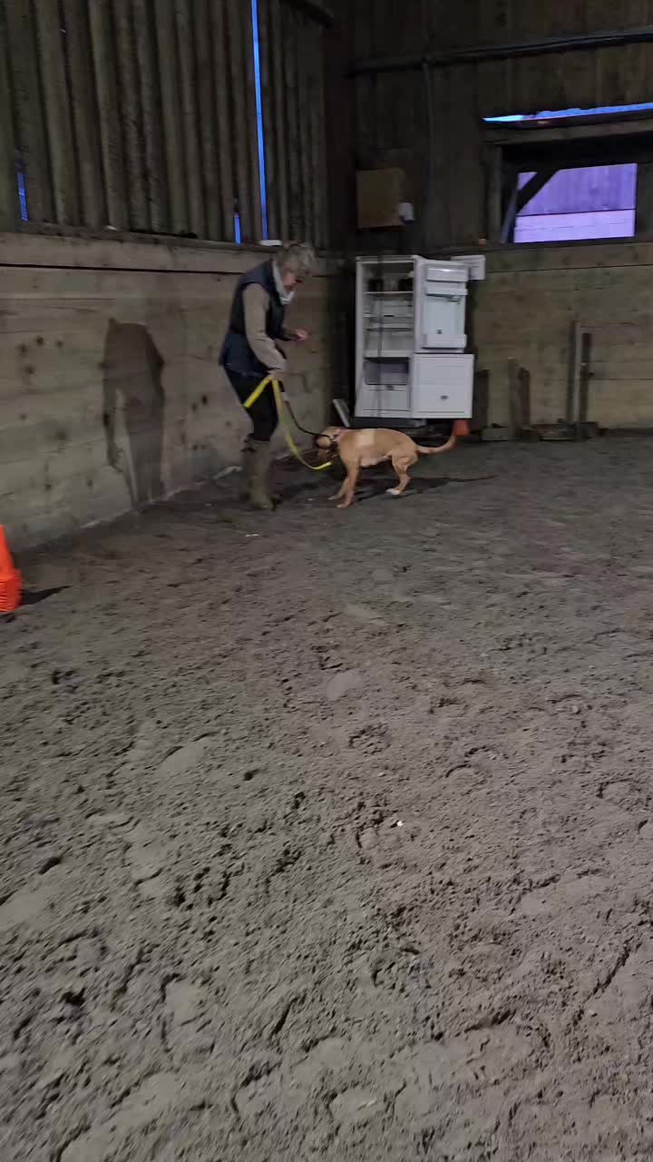 @Paw By Paw Dog Training