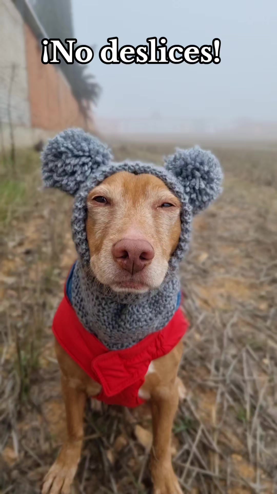 @Guffy_dog