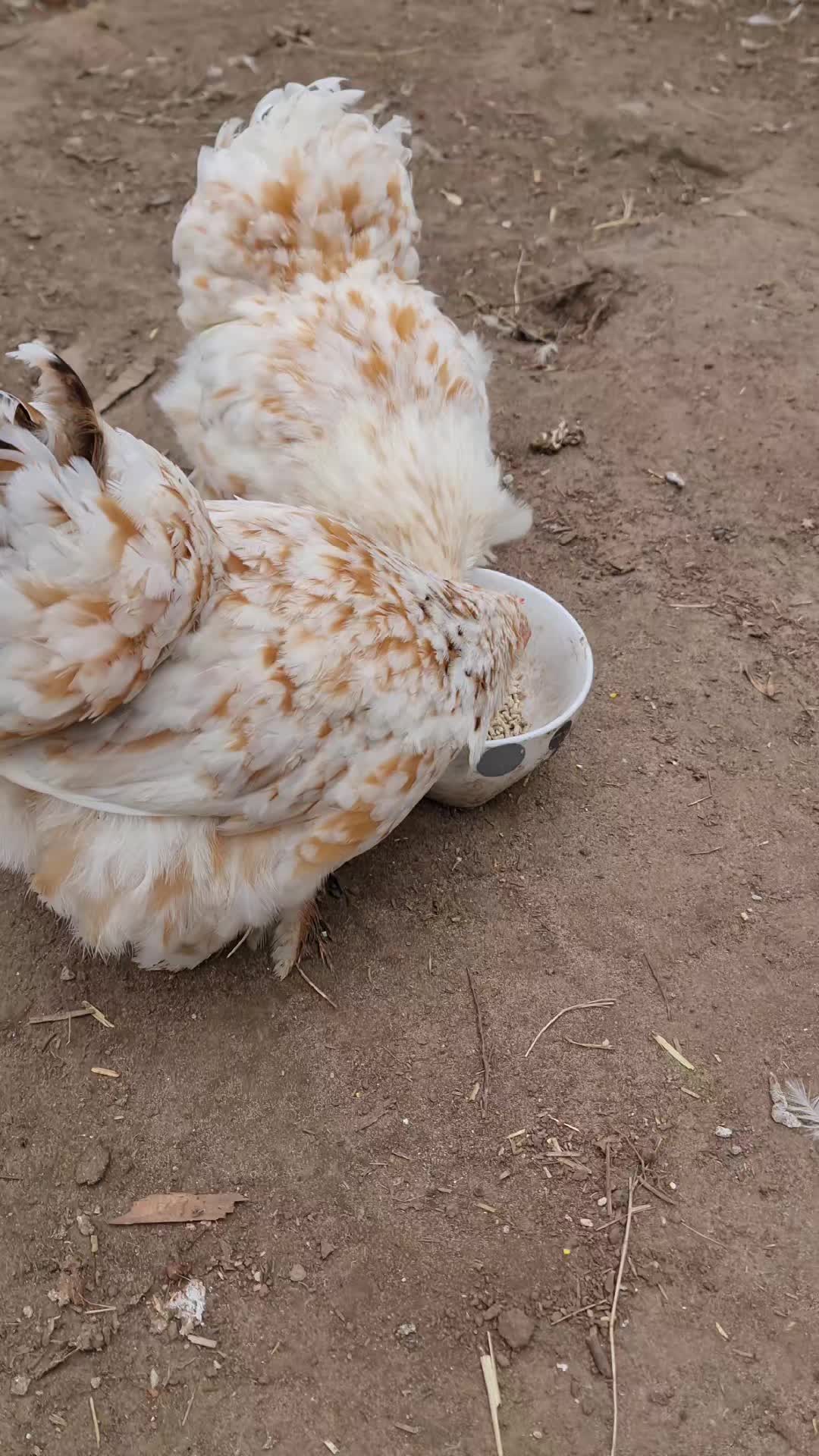 @Little Laying Chickens Shop
