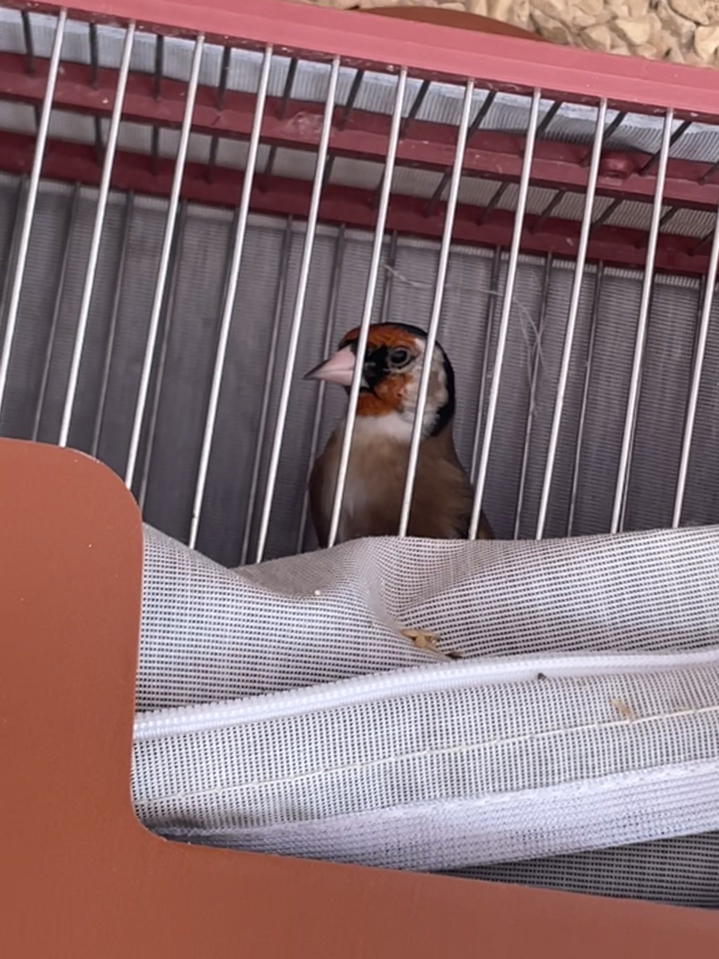 @AviarioAS
