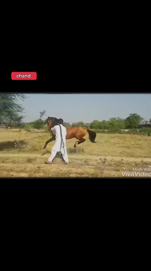 @horse dance #world