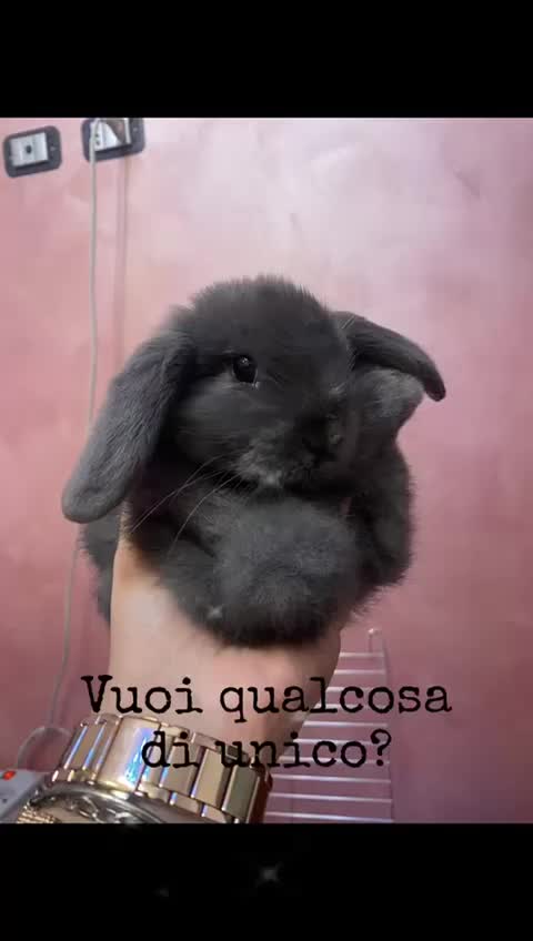 @Peter Rabbit