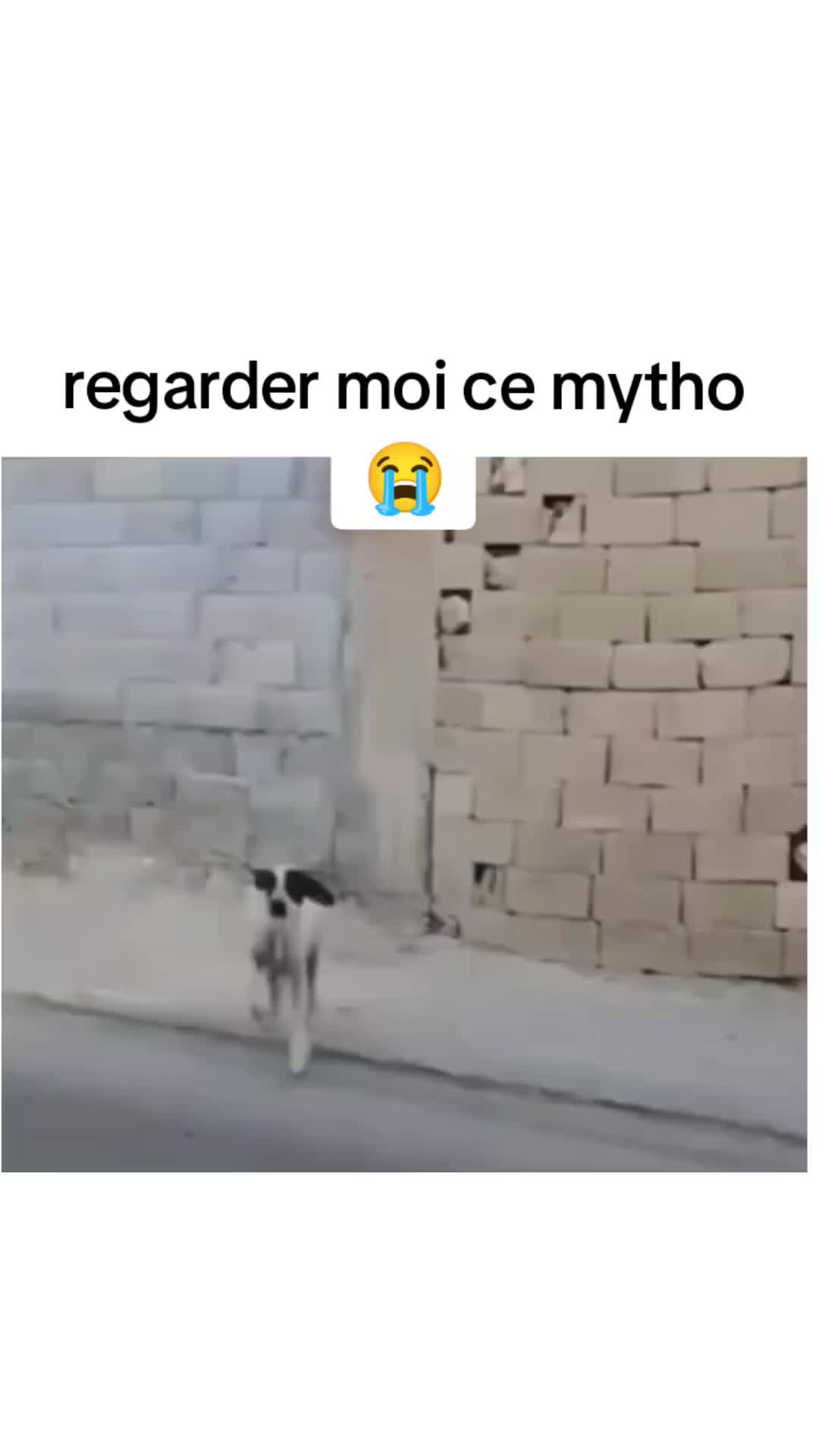 @Papache.WT