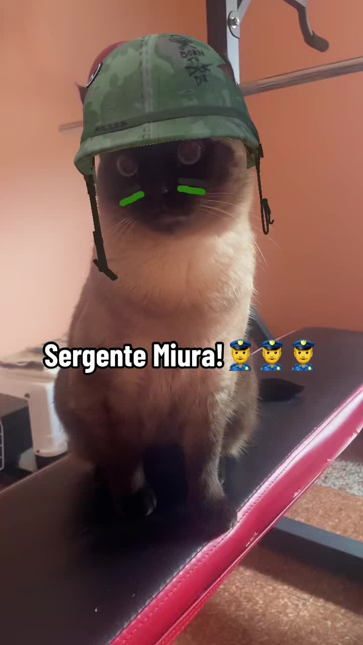 @miura_cat_and_friends