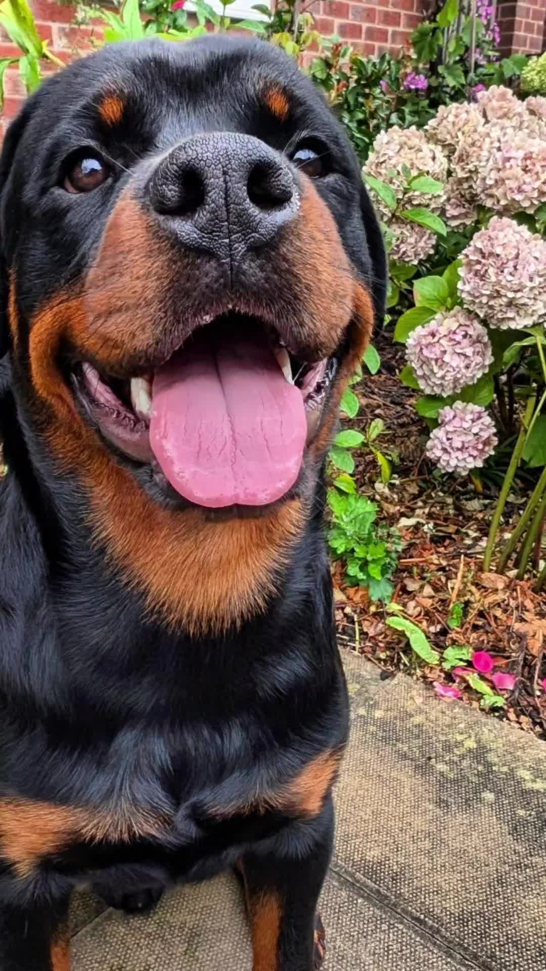 @Rio The Rottie 🐾🐶