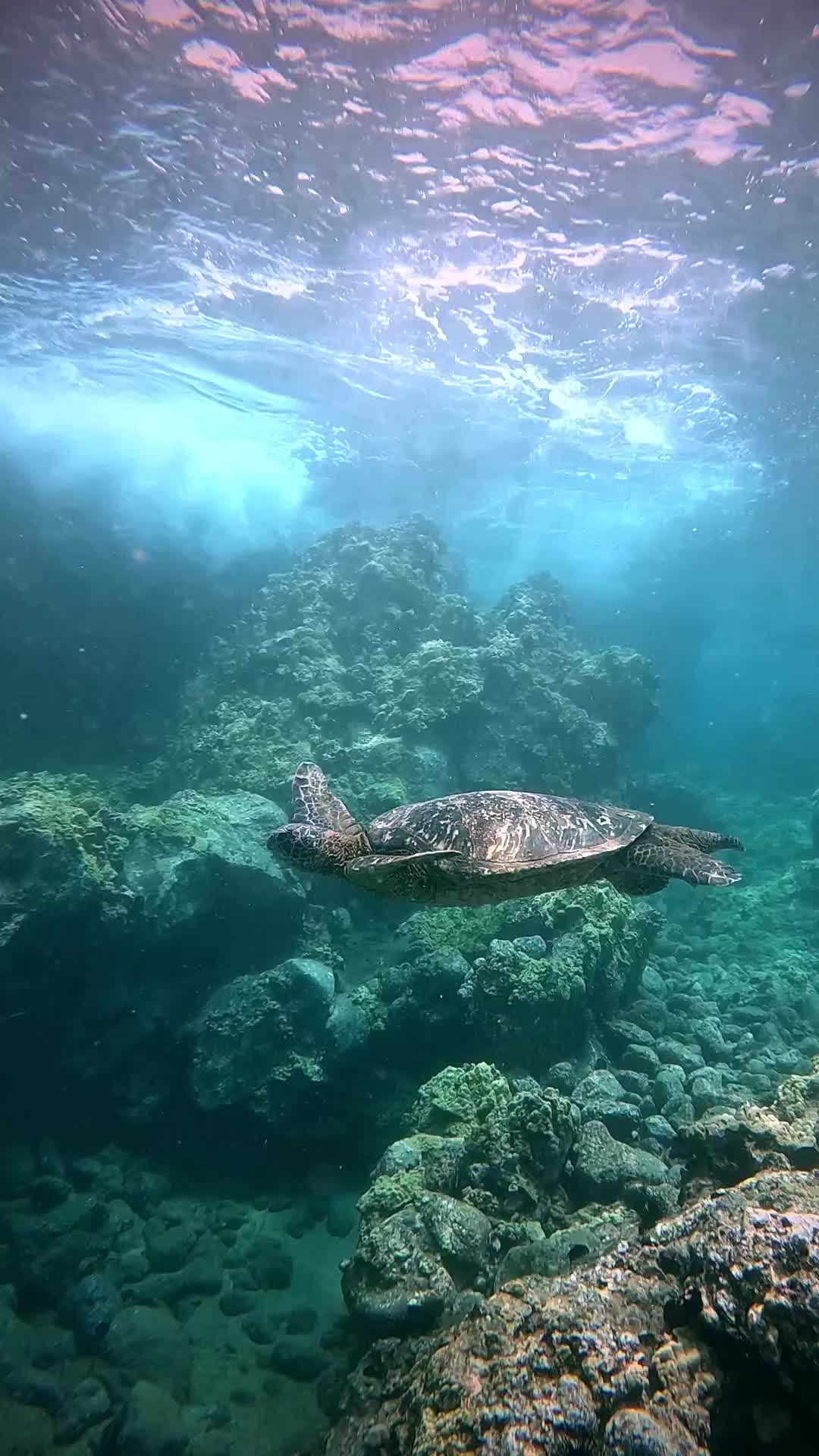 @Sky | Underwater Photographer