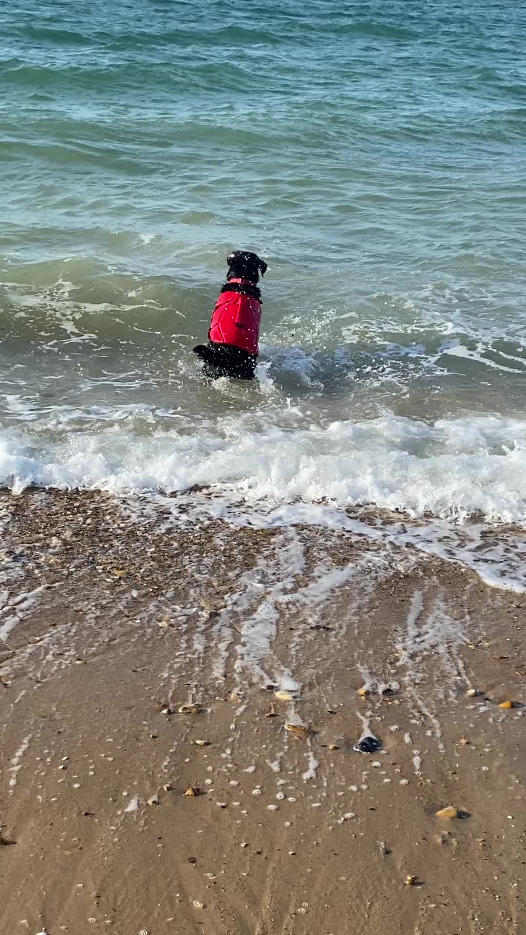 @Ruperttheblacklab
