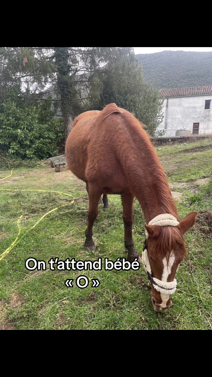@✨.Chloe Ponycraft.✨