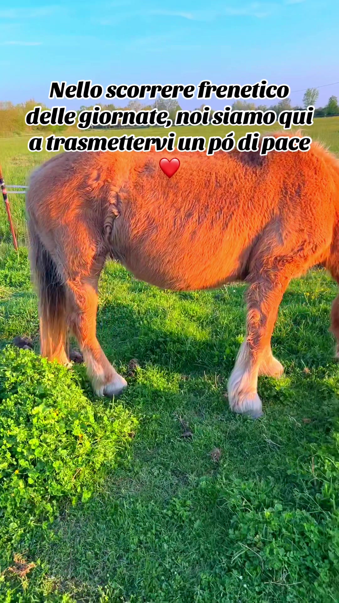 @Passione animali ❤️