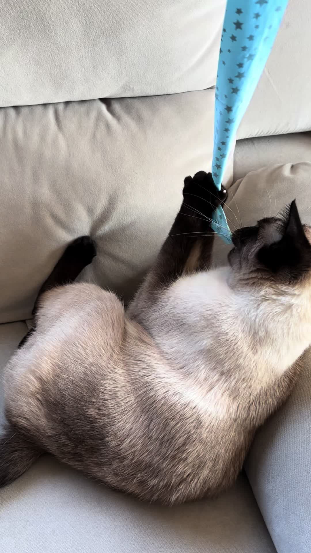 @Blueberry Eyes Cat
