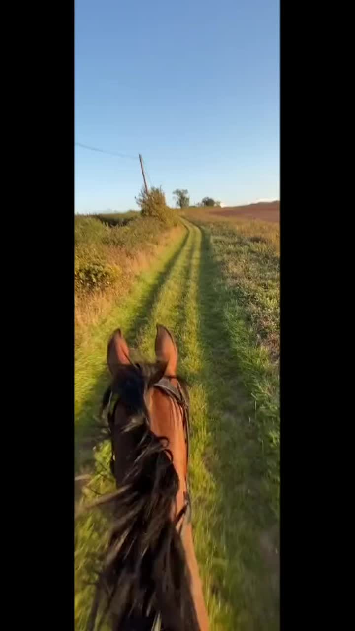 @🏇🏻 нorѕe rιdιng 🏇🏻