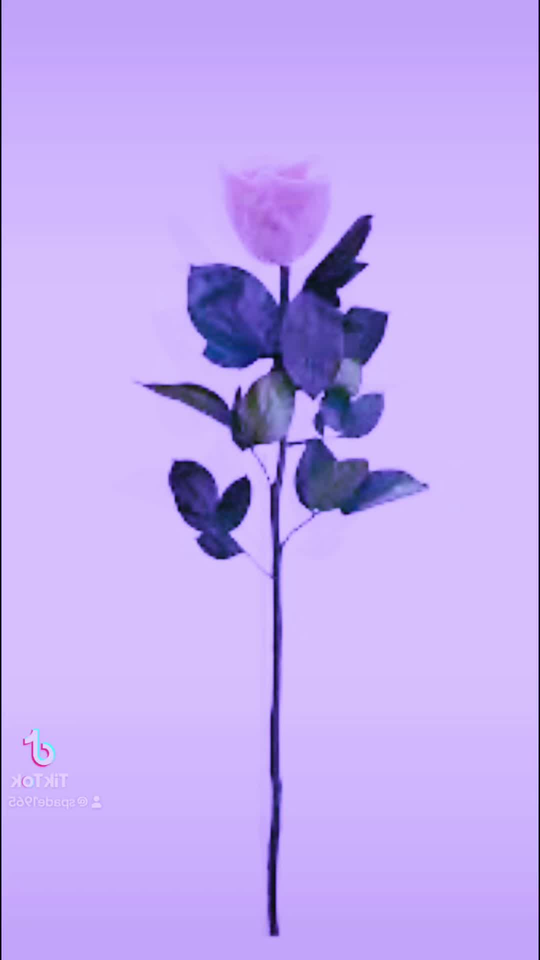 @spade1965