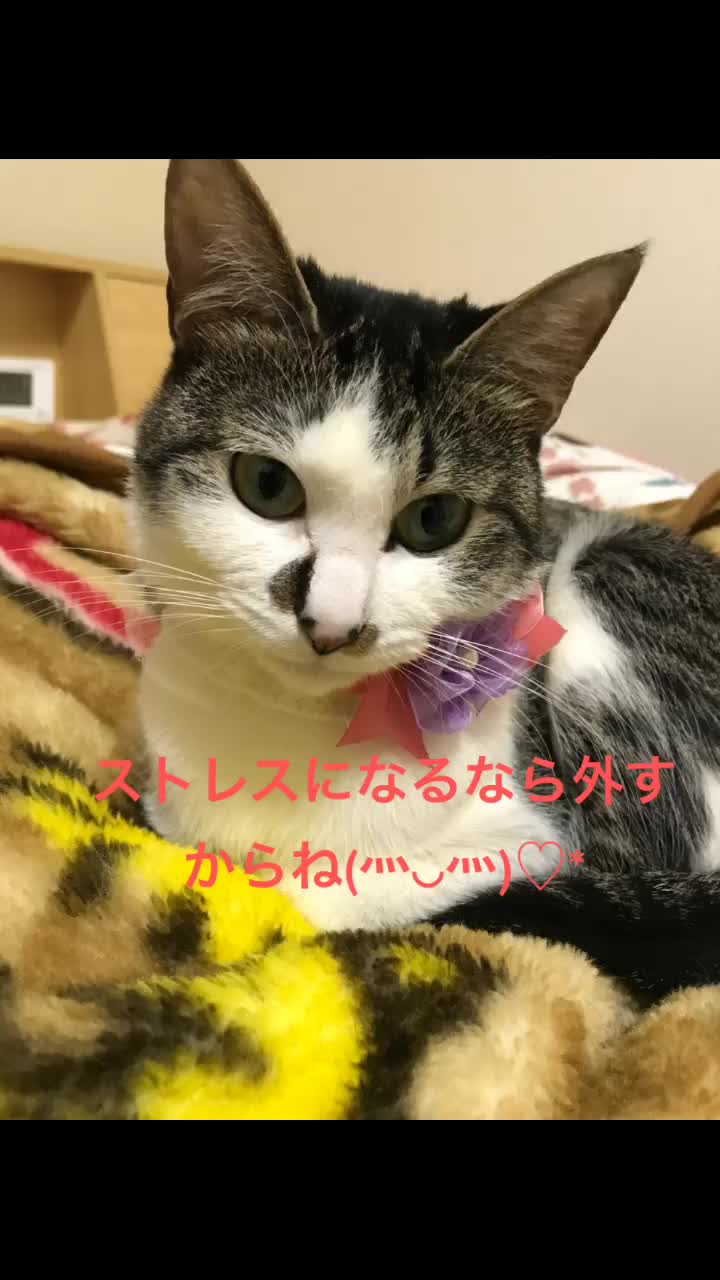 @rinyumi
