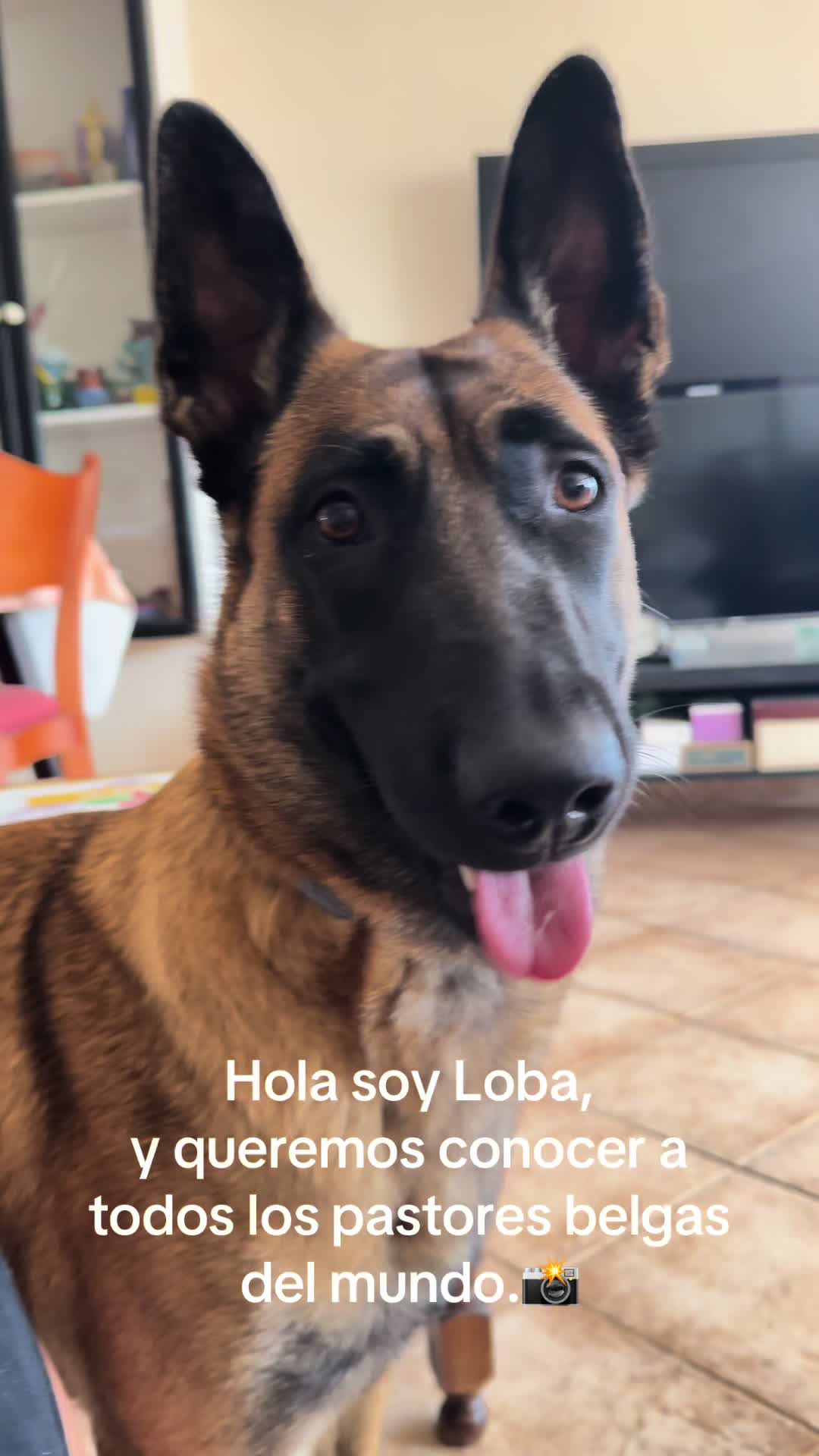 @Lobalobita
