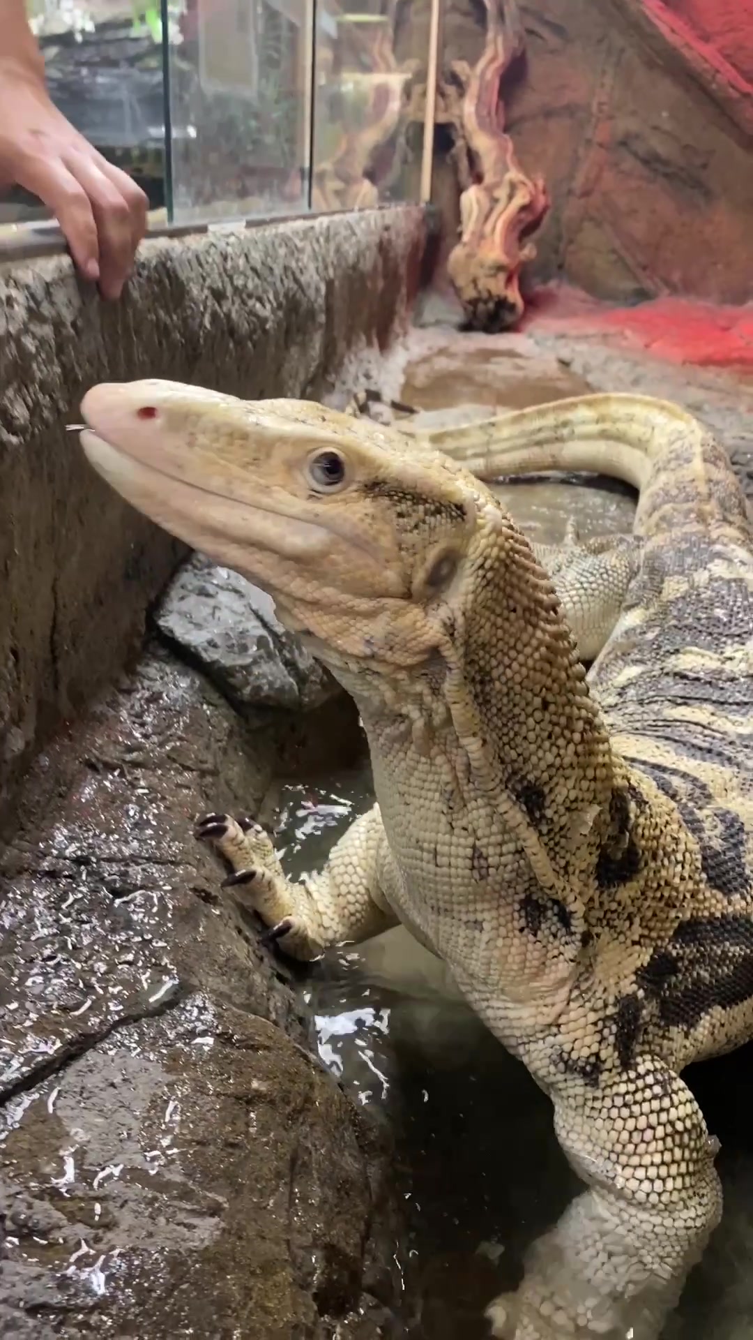 @The Reptile Zoo