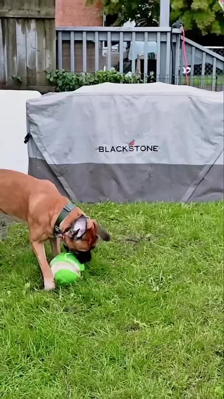 @Miracle K9 Training
