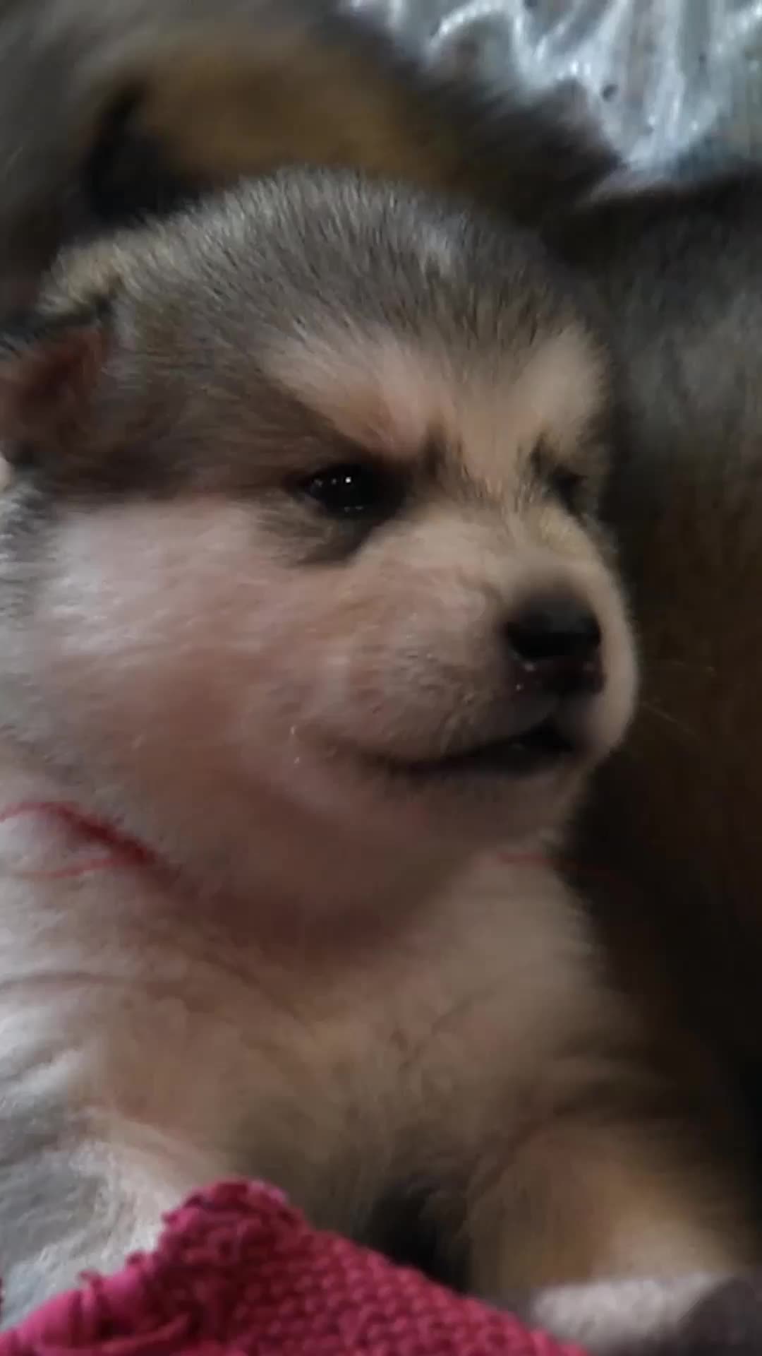 @Animal Planet