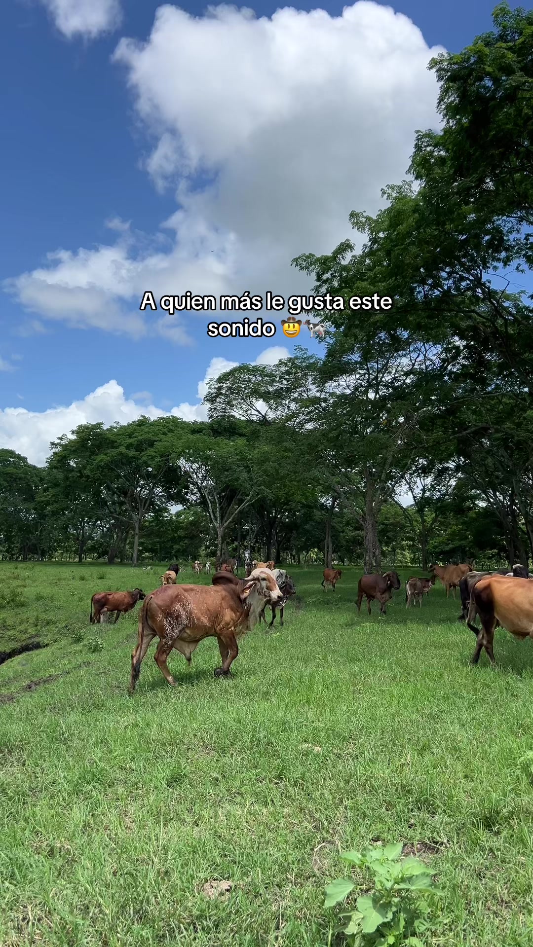 @_Ingeniero_Zeledon🤠🍀🕺