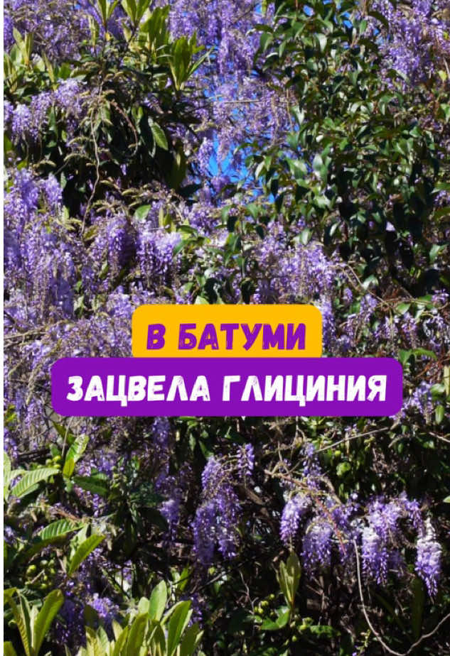 @yesbatumi