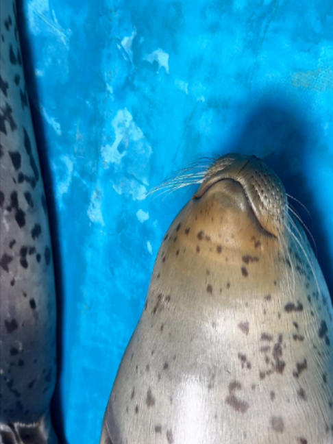 @Seal