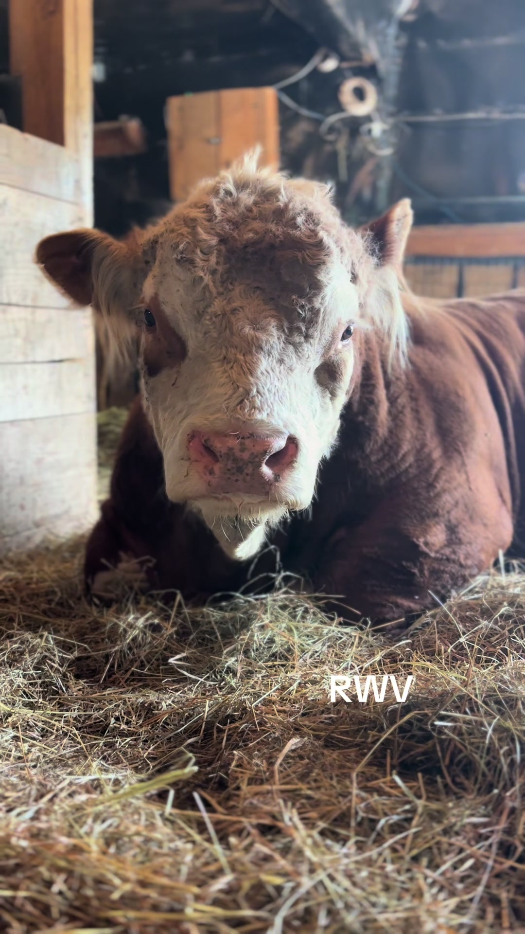 @RWV Land & Livestock