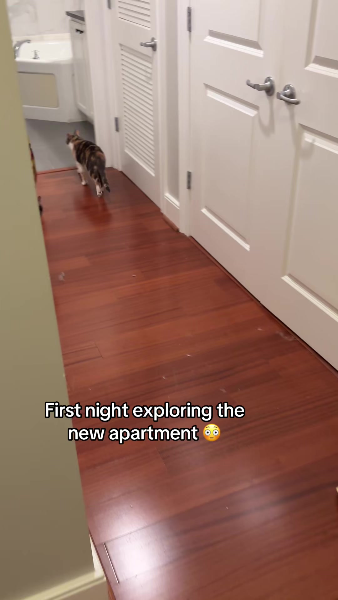 @Quinn The Calico