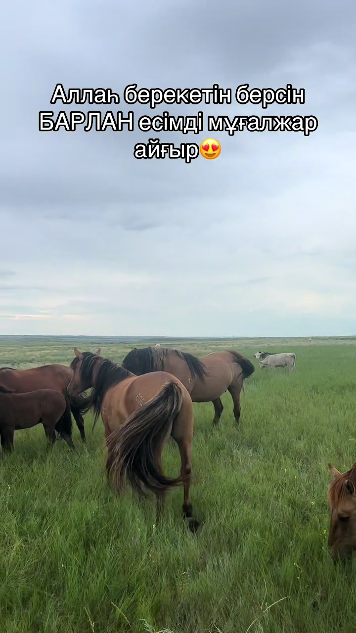 @Мұғалжар жылқысы MZ