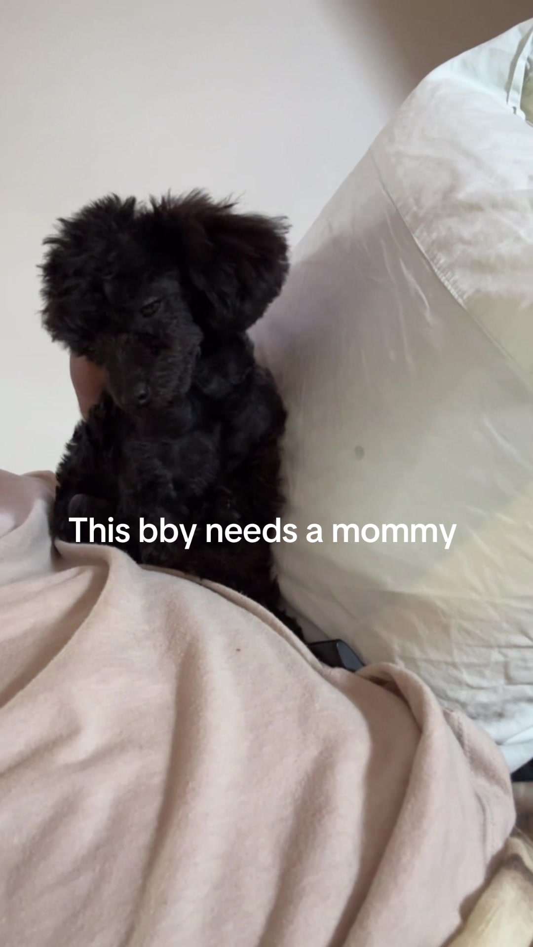 @packwalkdiaries