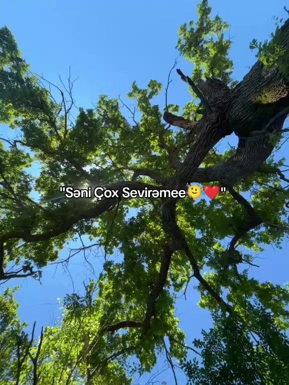 @alekberofws