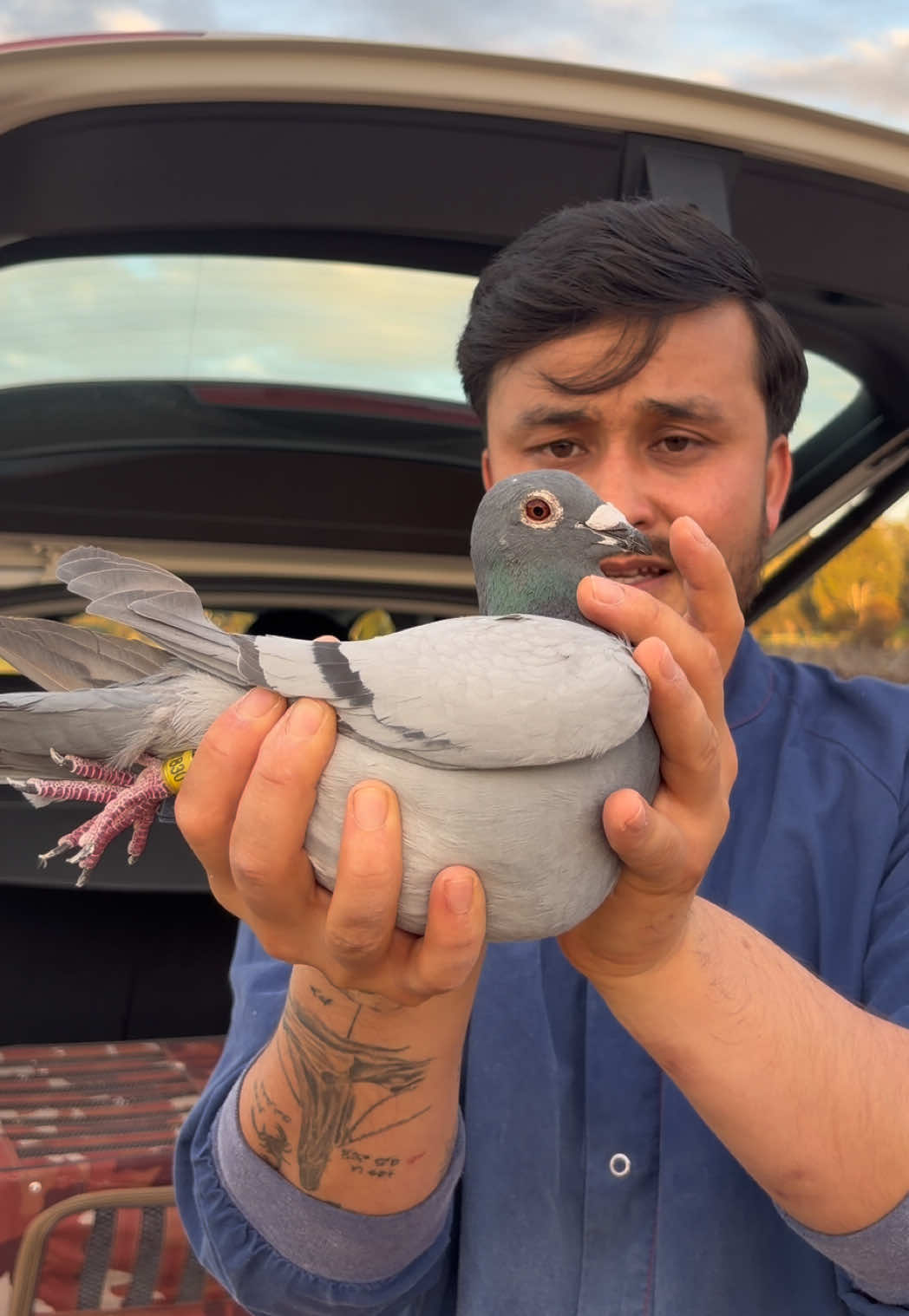 @pigeon.papii