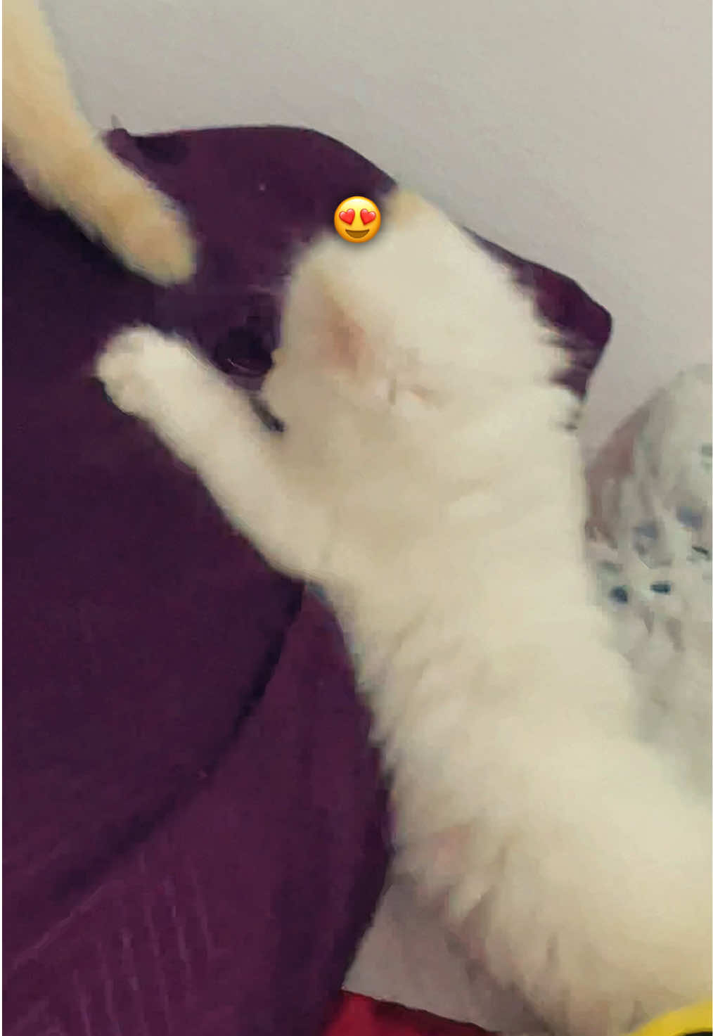 @ℒℴ𝓊𝒶𝒜𝓎 𝒵ℯ𝓇 🐺