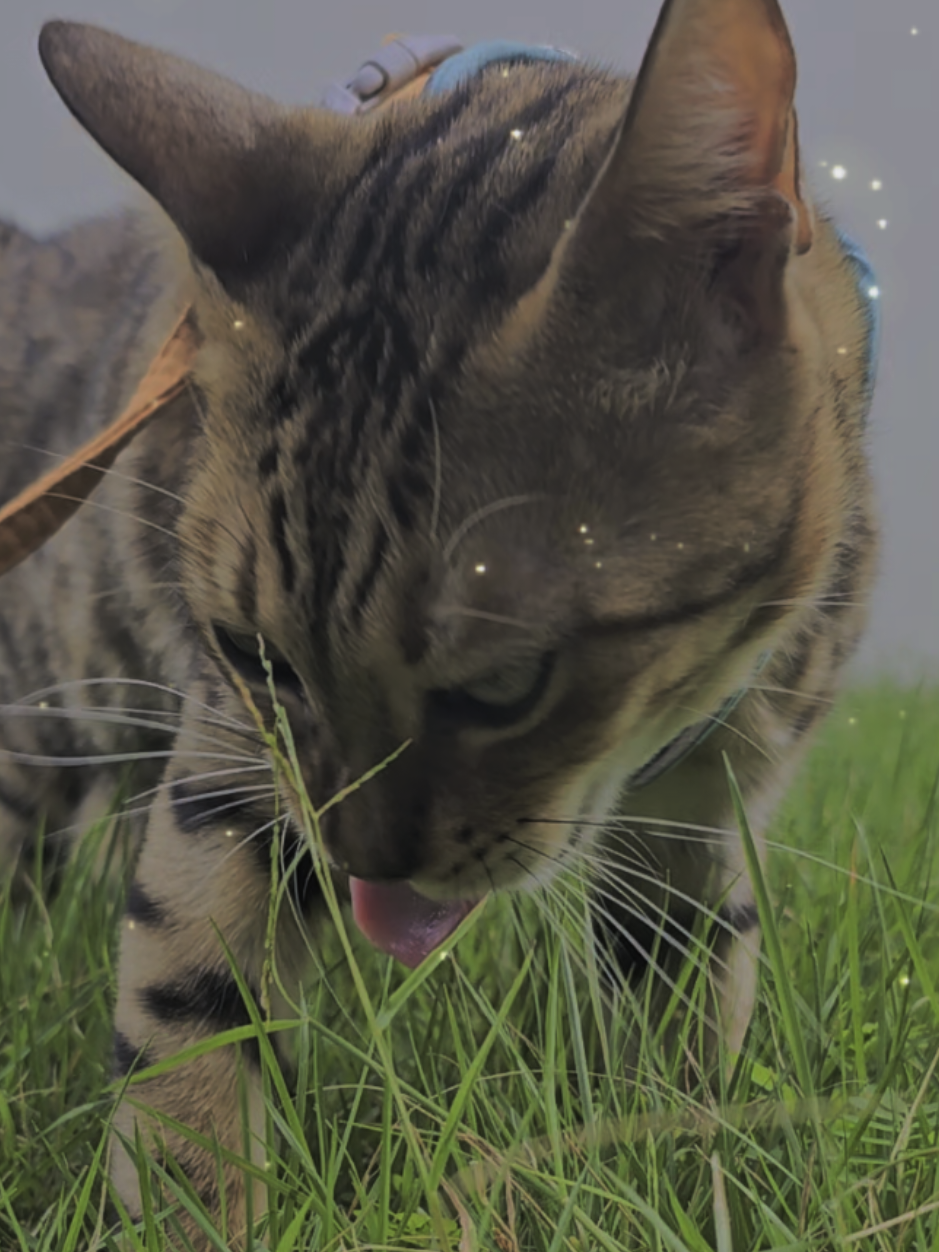 @layjudfamily🐾🐱