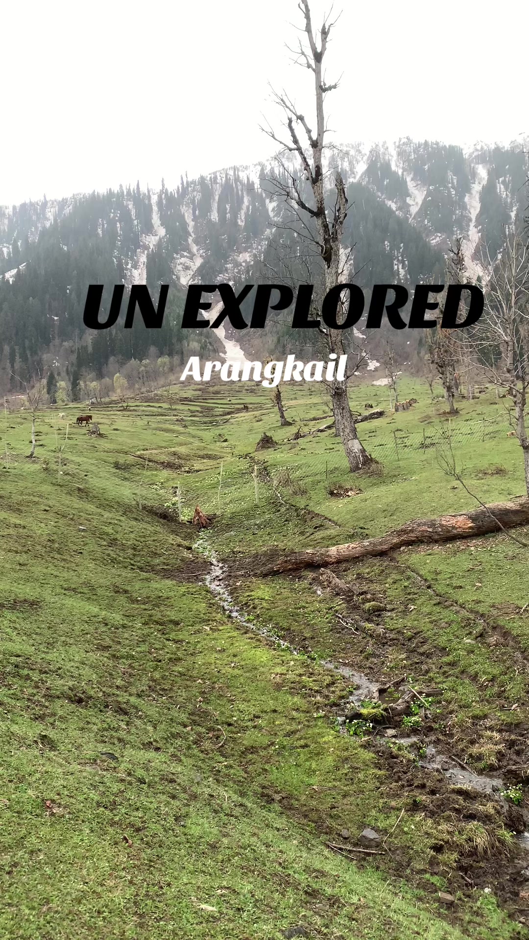 @Kashmir Diary 🍁