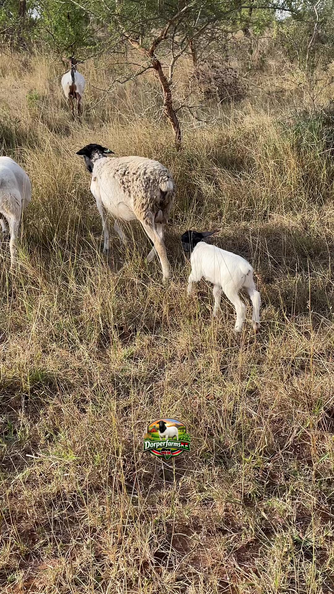 @DorperfarmsKE