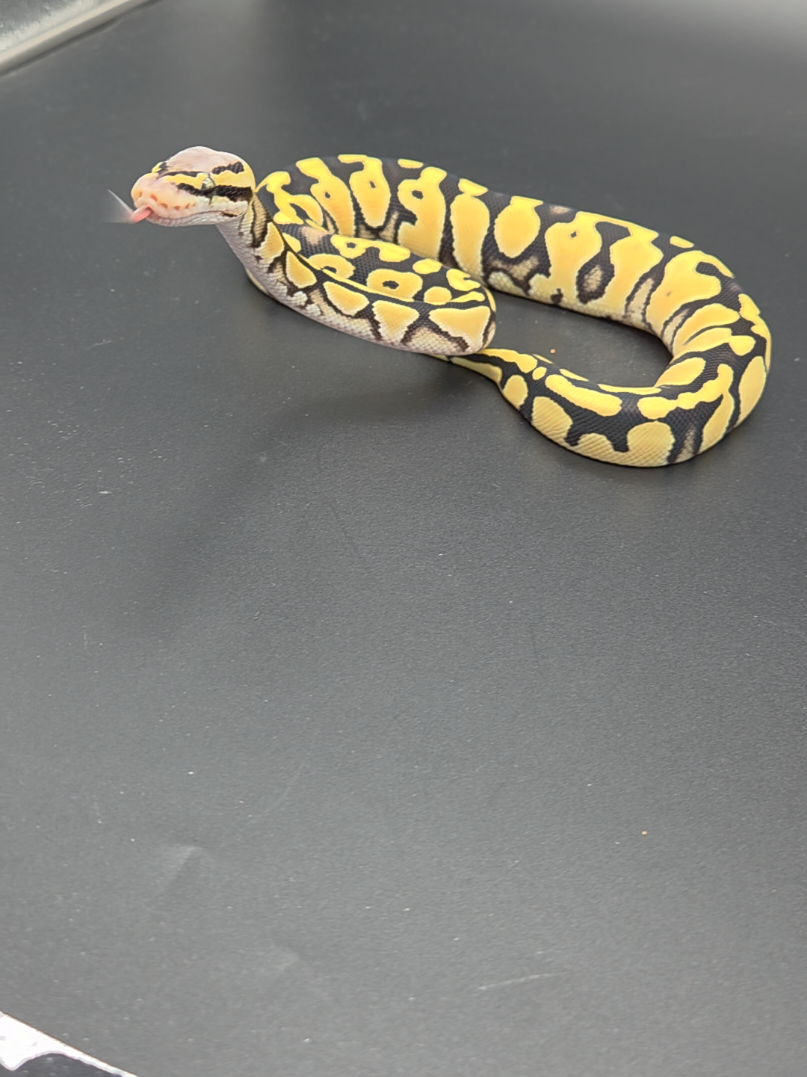 @Rikers Reptiles