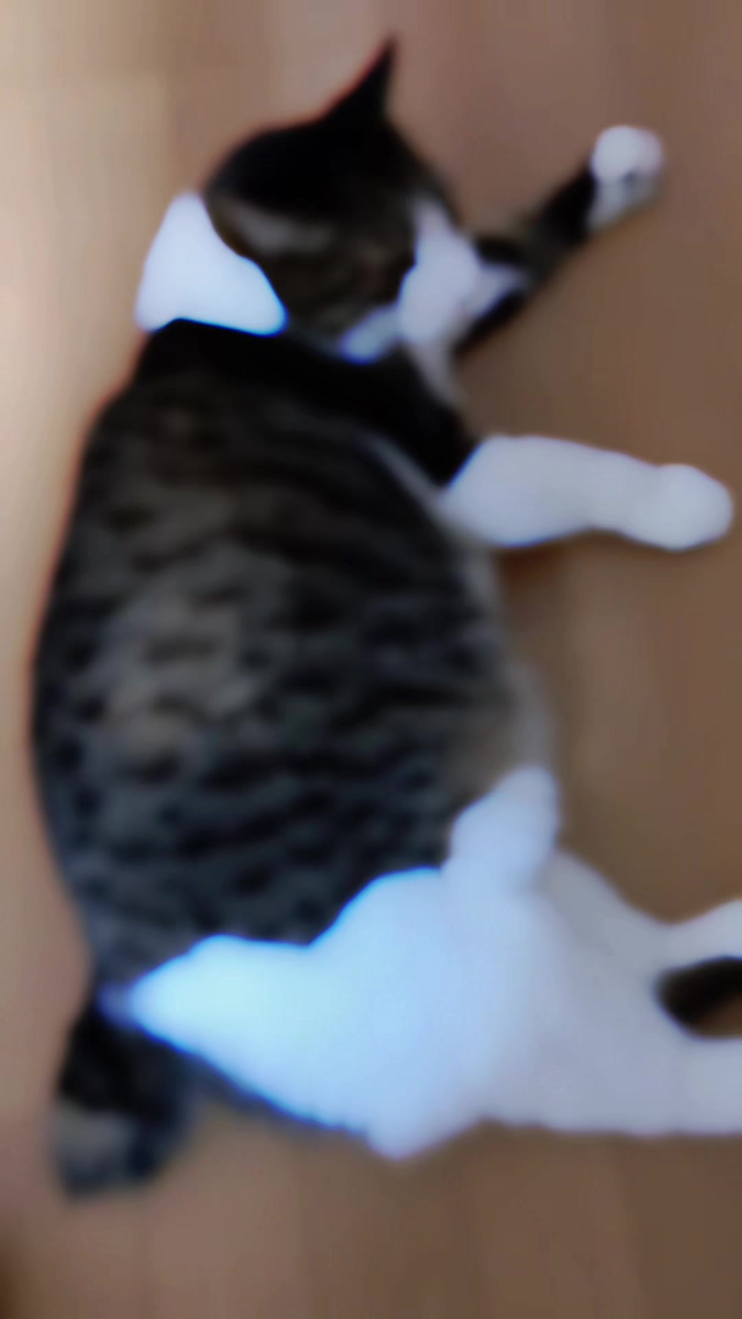 @🐈もこぶん🎸