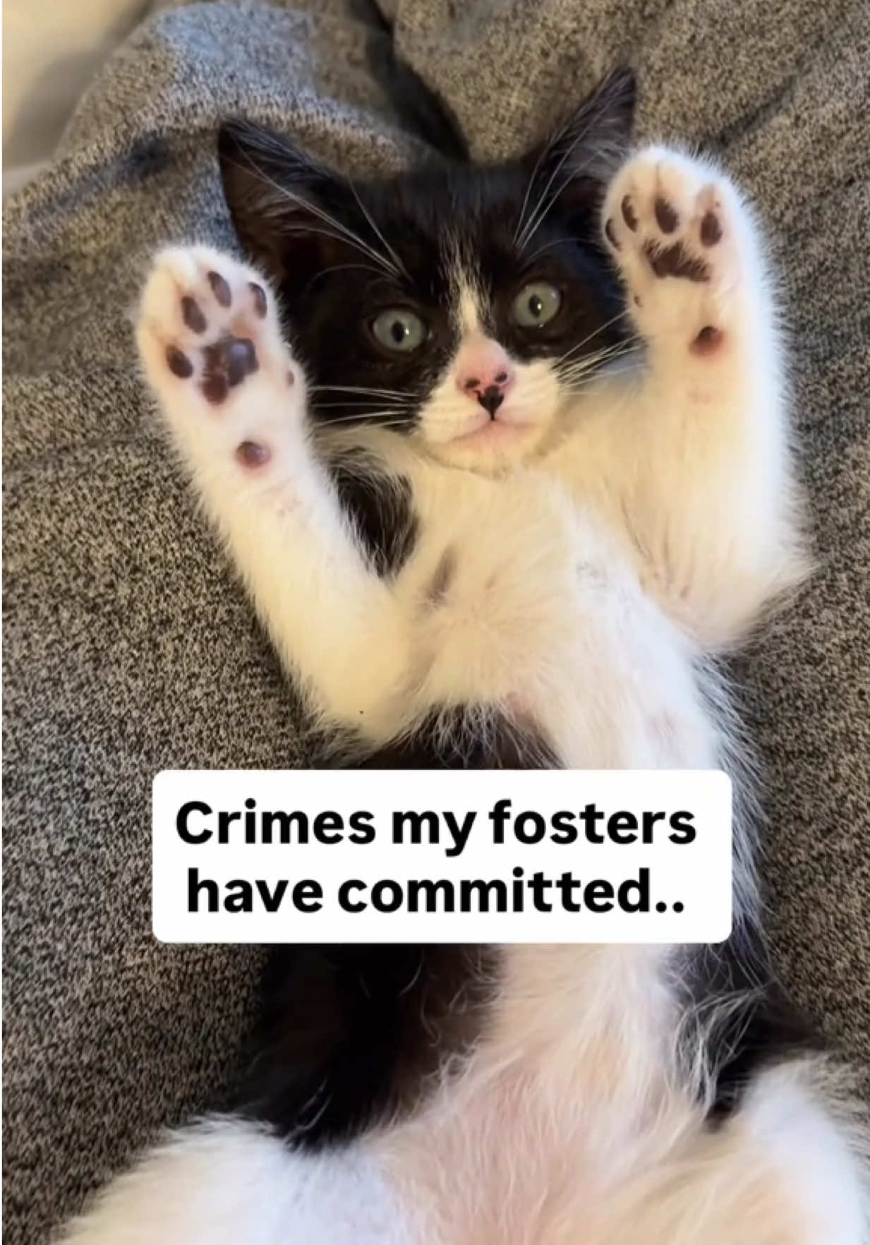 @Frankies_Fosters