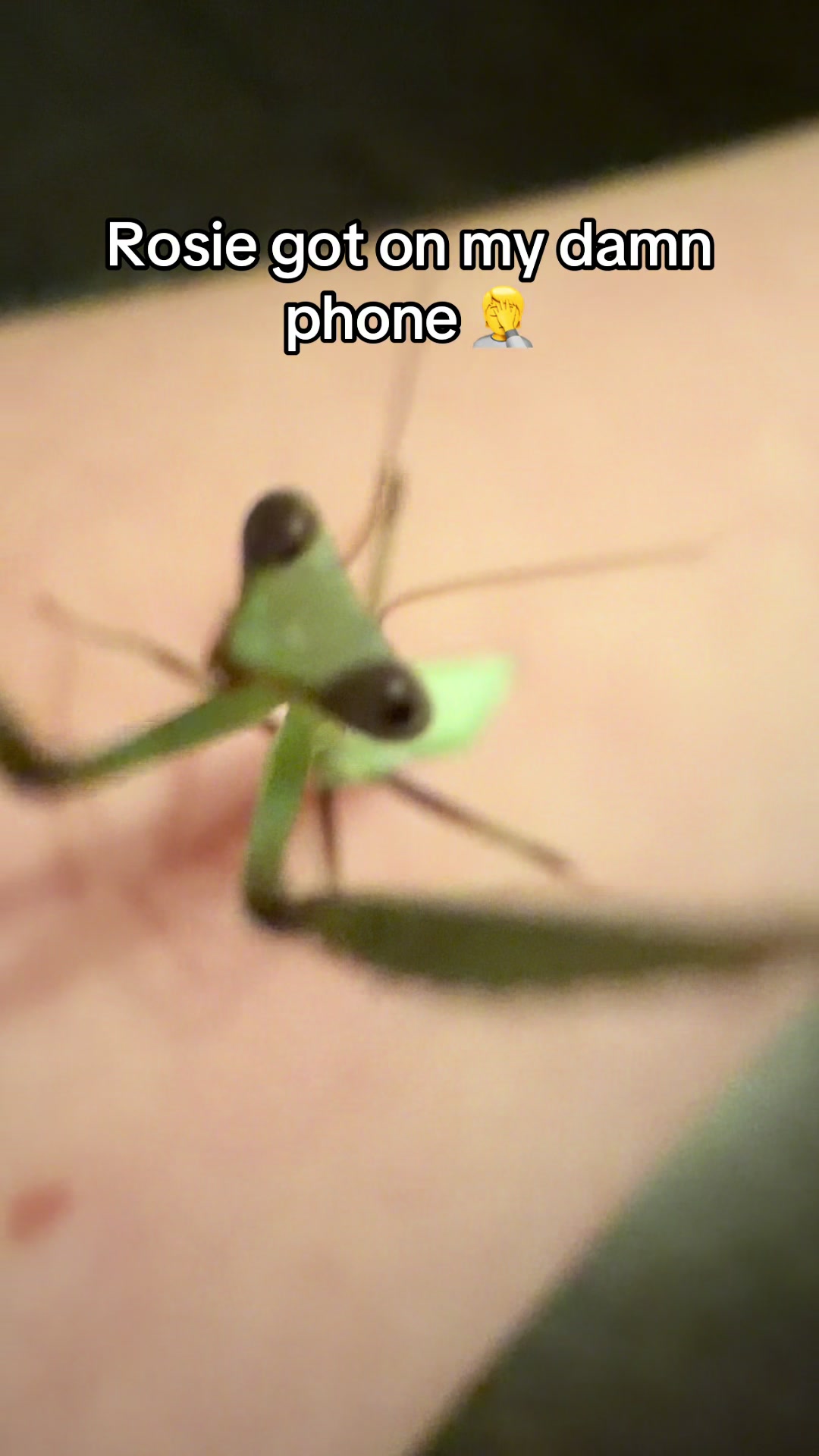 @🪲🐛Rain’s Exotic Pets🦗🐞