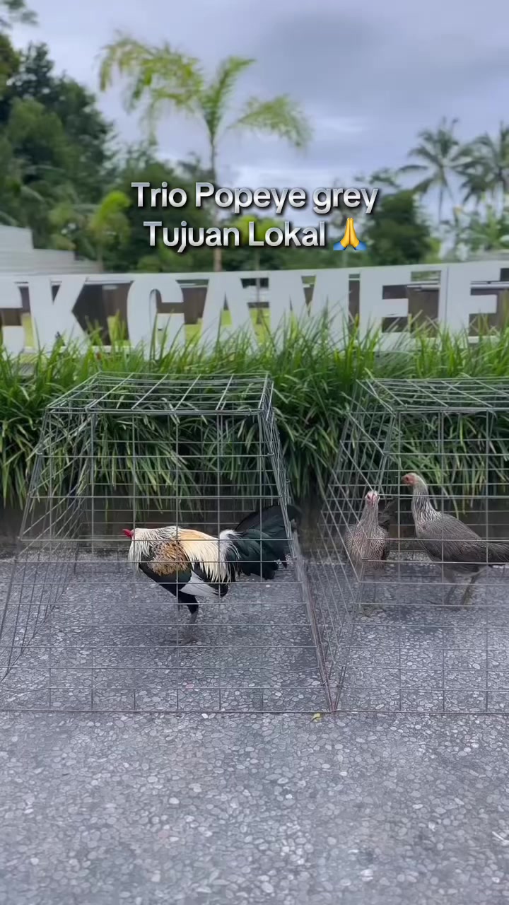 @NICK GAMEFARM