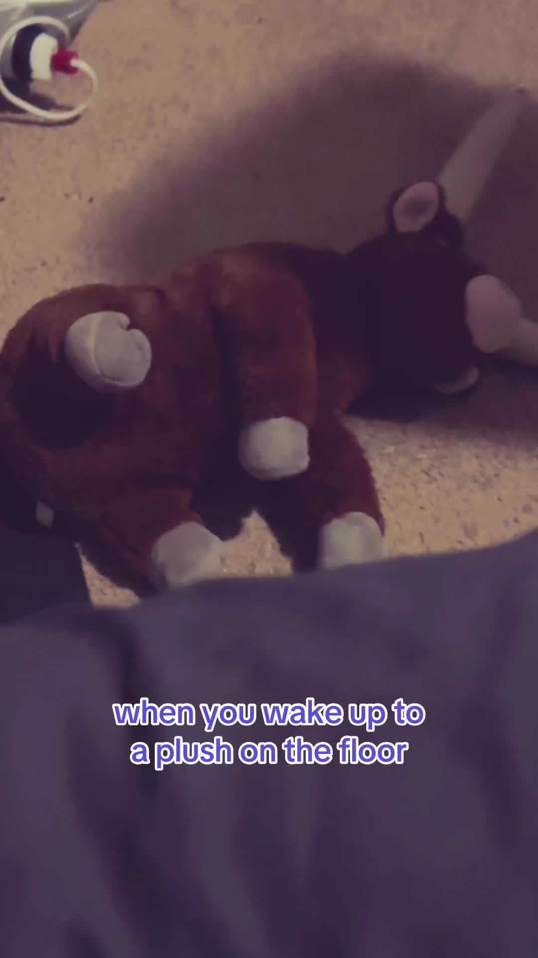 @lupa 🐾