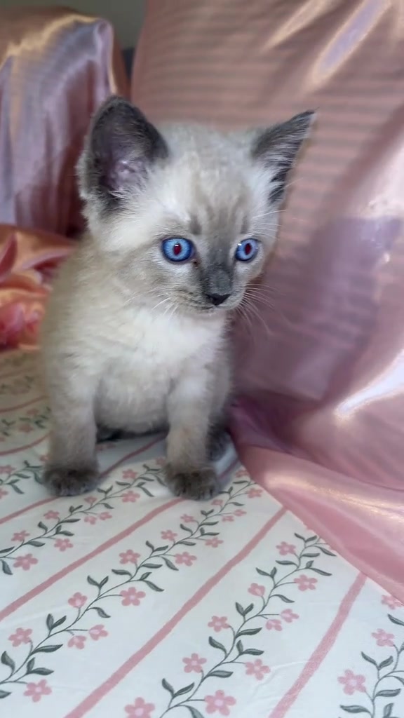 @Smokey the kitty😼