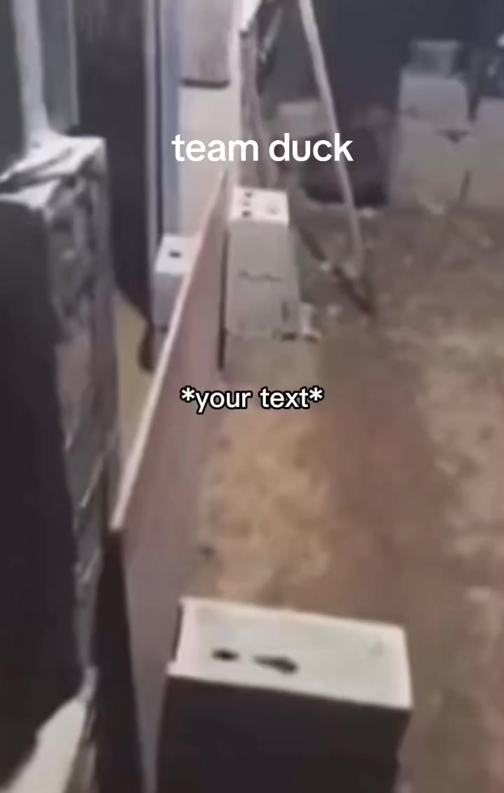 @ducking the cat