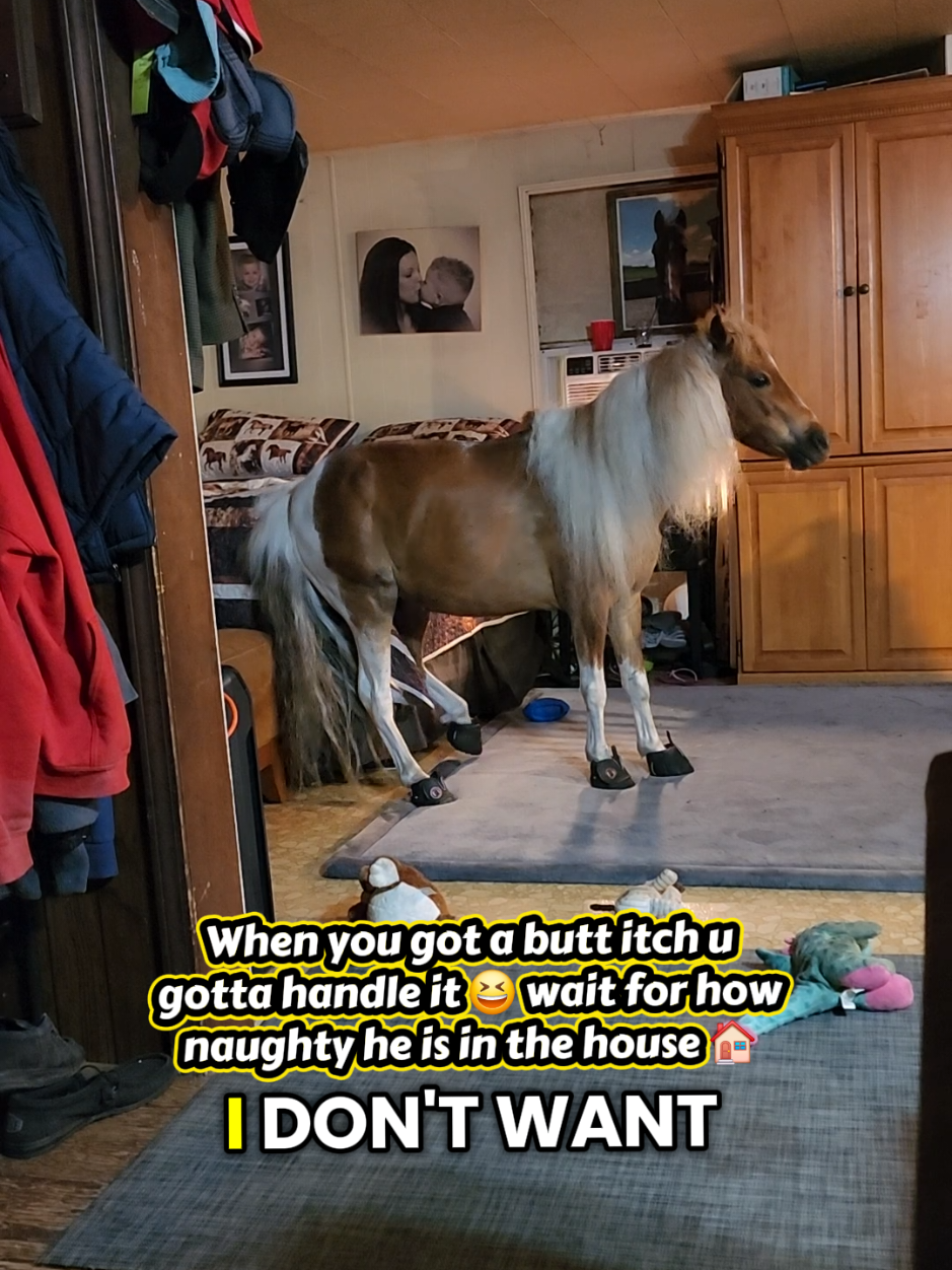 @minihorsemomandtrainer🐴🐴🐴🐴