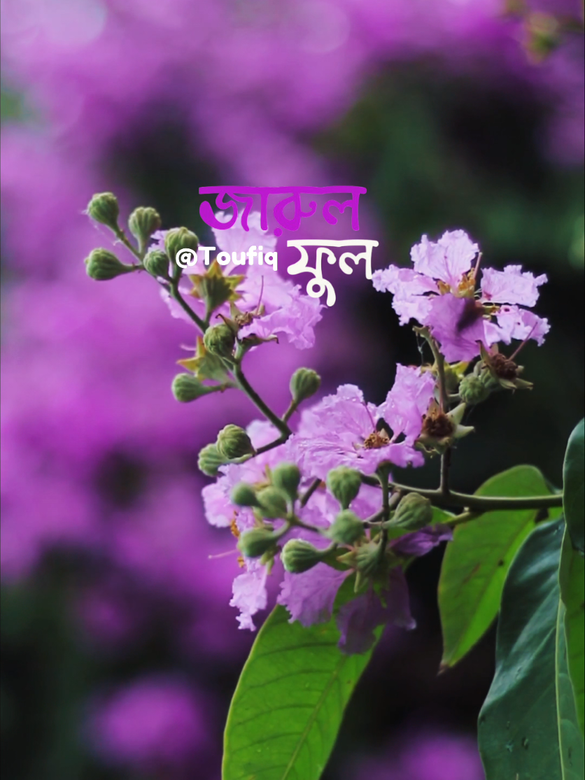 @your_toufiq